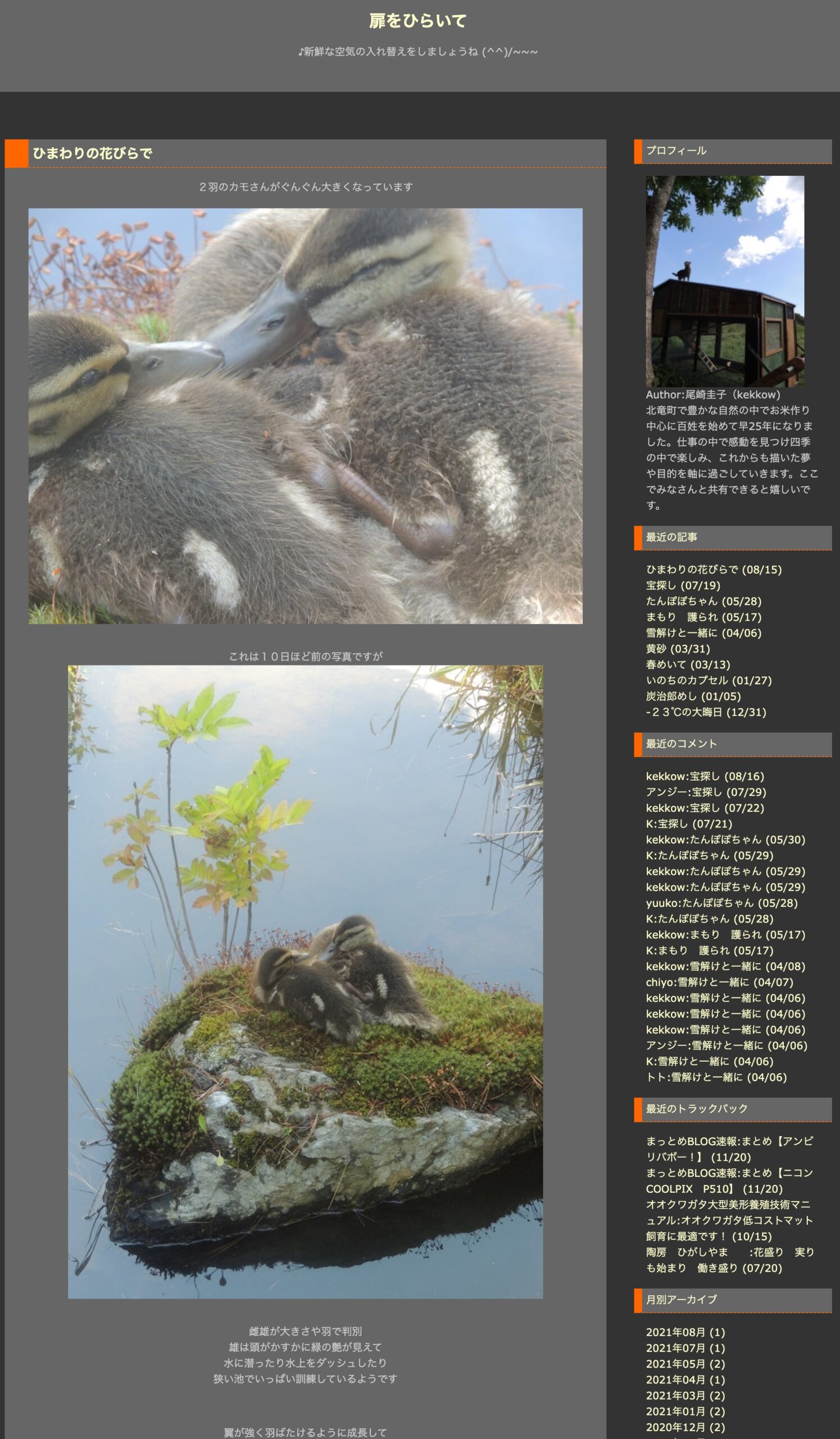 ひまわりの花びらで：茹で汁でタオルと綿糸を染めたら意外にしっかり染まりました【扉をひらいて・尾崎圭子さん】