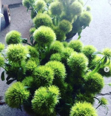 ダイアンサス てまり草 採花始めました【永の森活動組織（加藤宰 代表）】