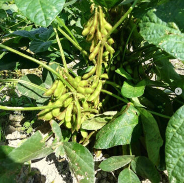 鞘もたくさん付いているので一安心ですね。 美味しそうな枝豆になってました 😄【黒千石事業協同組合】