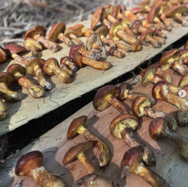 食欲の秋：山はラクヨウ(ハナイグチ)だらけ。手入れされた山はきのこが生えやすいようです【自然下・上井達矢さん仁美さん】