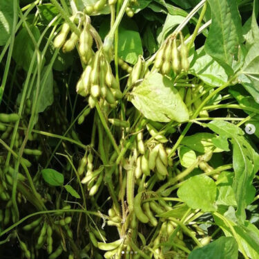 Eylül ayı sona eriyor, ancak diğer fasulyelerle karşılaştırıldığında soya fasulyesinde hala çok fazla yaprak var ve ayrıca çok sayıda bakla da var, bu yüzden çok sayıda Kurosengoku soya fasulyesi hasadı yapabileceğimiz gibi görünüyor ♪ [Kurosengoku İş Kooperatifi Derneği]