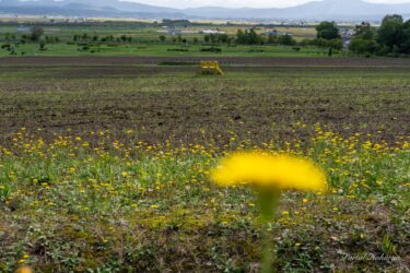 緑のまだら模様に染まるひまわりの里