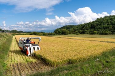 もち米の稲刈りがスタートしています！