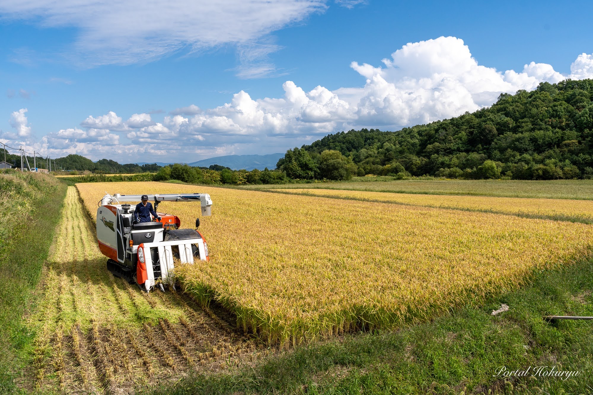 もち米の稲刈りがスタートしています！