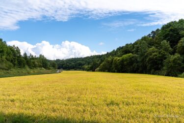 生命エネルギー溢れる黄金色の田んぼ