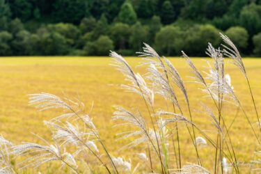 Gümüş gümüşü otla qızılı düyü qulaqları arasında rezonans doğuran bir melodiya