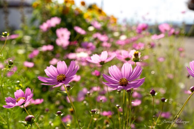 可憐なコスモスと明るいひまわり