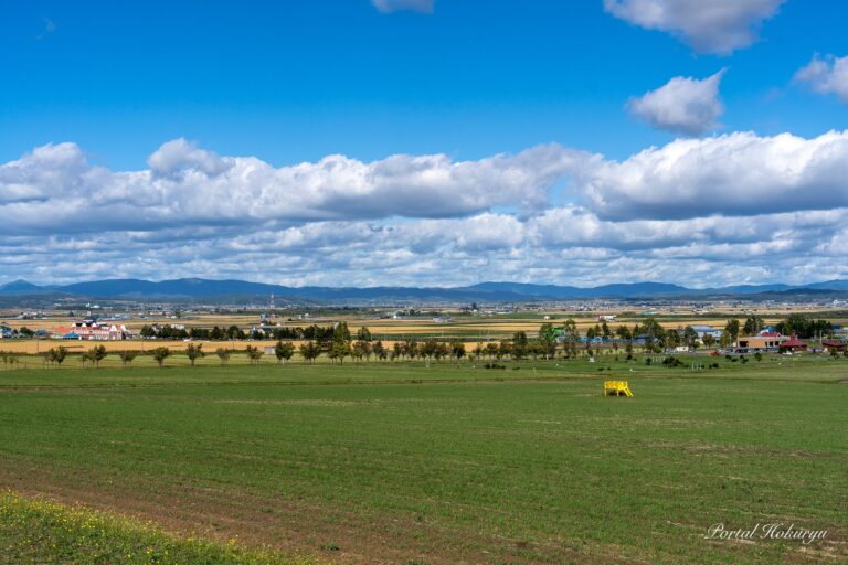 エネルギッシュなひまわりの里