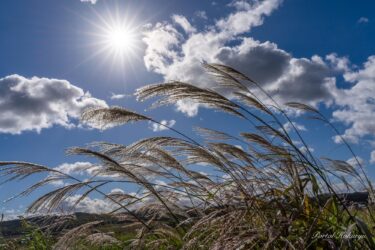 すすきがゆらめく季節
