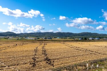 Rice field pattern after harvest