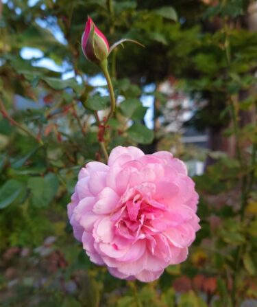 होकुर्यु टाउन के मेयर युताका सानो की गतिविधि रिपोर्ट: मंगलवार, 7 सितंबर को होने वाली तीसरी नियमित बैठक की तैयारी (कर्मचारियों के साथ बैठक), होकुर्यु टाउन गाँव के समर्थकों के साथ बैठक