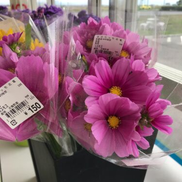 Sonbahar yavaş yavaş yaklaşıyor. Kozmos kesme çiçekleri ortaya çıktı ♪ Düşen mantarlar 🍄 Mo [Minorich Hokuryu]