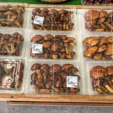 Çoxlu düşmüş göbələklər var 🍄. Zəhmət olmasa bizi ziyarət edin! Sizi görməyi səbirsizliklə gözləyirik! [Minoriç Hokuryu]