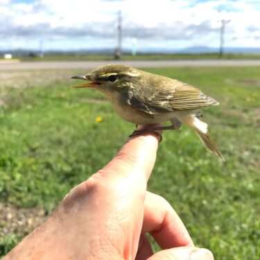 珍鳥：すぐ外に出てみると小鳥が横たわっていました。 抱き上げてみると息をしていました【みのりっち北竜】