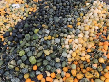 Tohumlar patladı: Oyuncak balkabaklarını hasat ettik [Kapıyı Aç, Keiko Ozaki]