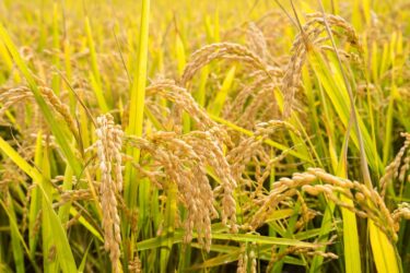 令和３年度 北竜町産ひまわりライス「白米・玄米」価格表 ＆ お求め方法