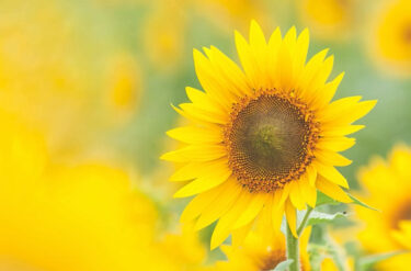 İkinci bağımsız eğitim oturumu 14 Ekim Perşembe günü toplam yedi katılımcıyla gerçekleştirildi. Bu sefer "Lapis Lazuli Earth" şarkısını a cappella söyleyeceğiz (lol) [Hokuryu Town Sunflower Chorus]