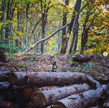 ごくろうさまエゾリス： 黄色い森の中、忙しく走り回るリス。植林しなくても生えてくるのは、彼らのおかげだった【自然下・上井達矢さん仁美さん】
