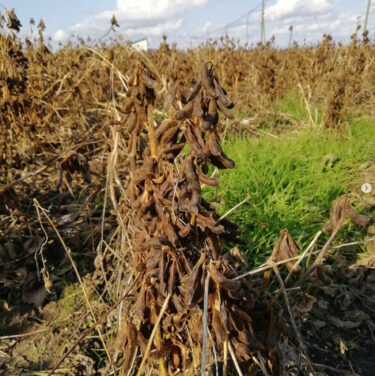 ทุ่งถั่วเหลืองคุโรเซ็นโงกุประจำสัปดาห์นี้: การเก็บเกี่ยวในเมืองโฮคุริวเพิ่งเริ่มต้นขึ้น ✨ เรามีแผนที่จะส่งถั่วใหม่ไปให้คุณในเดือนธันวาคม 😊 [สมาคมสหกรณ์ธุรกิจคุโรเซ็นโงกุ]