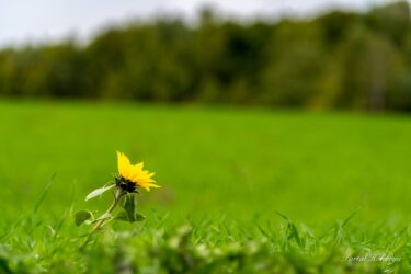 Günəbaxan kəndi yaşıl rəngə boyanmışdır