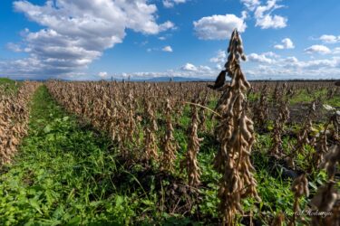 Hasat edilmeyi bekleyen soya fasulyesi