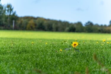Kiçik sarı parıldamaq