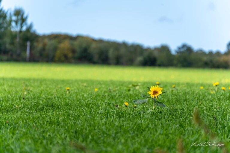 小さな黄色のきらめき