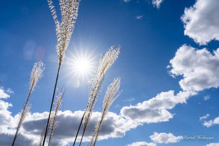 Sparkling silvergrass ears