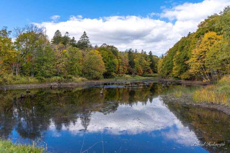 溜池に映り込む秋の移ろい