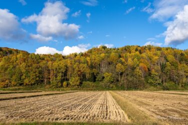 秋色に染まる樹木（北竜町の秋景色）
