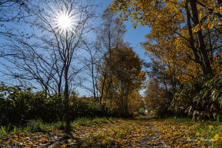 落ち葉が描く生命の循環