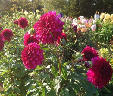 北竜町長 佐野豊 活動報告・10月13日（水）職員と打ち合わせ、書類整理、北竜町集落支援員とミーティング