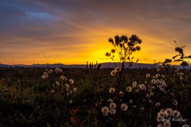 स्वच्छ जंगली फूल सिल्हूट परिदृश्य