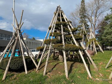 樹木の冬支度「冬囲い・雪囲い」に祈りをこめて！