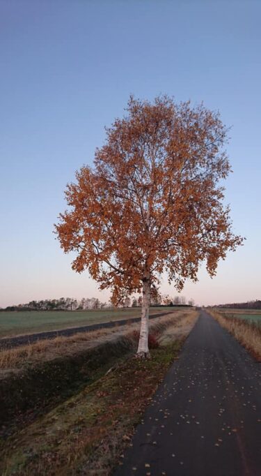 北竜町長 佐野豊 活動報告・11月11日（木）元北海道議会議員故村井宣夫氏告別式参列、令和３年度町行政懇談会(碧水地区)、令和３年度町行政懇談会 (和地区)