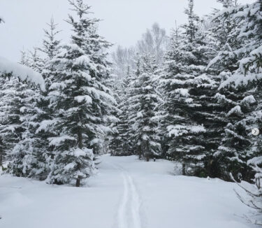 黒い森には白が似合う：スキーを履けば、笹原の上もスイスイ歩ける【自然下・上井達矢さん仁美さん】