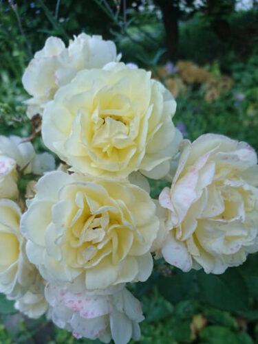 Hokuryu şəhərinin meri Yutaka Sanonun fəaliyyət hesabatı: Cümə axşamı, 23 dekabr: İşçilərlə görüş, sənədlərin təşkili, bir şəhər işçisinin atasının oyanışında iştirak (Takikawa şəhəri)