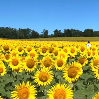 昨晩から危ういお天気でしたが、7人で歌うことができました。次回は 「オーホーリーナイト」をアカペラで【北竜町ひまわりコーラス】