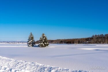 雪原に仲睦ましく寄り添う夫婦の木