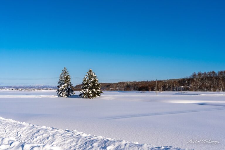 仲睦ましく寄り添う夫婦の木