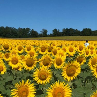 การประชุมใหญ่พิเศษของวง Sunflower Chorus ได้ถูกเลื่อนออกไป และเซสชันฝึกซ้อมอิสระก็ถูกระงับไประยะหนึ่ง ปีนี้ เราอยากจะนำเสียงร้องของ Himawari Chorus มาให้ทุกคนได้ฟัง! ️‼ ️【นักร้องประสานเสียงดอกทานตะวันโฮคุริว】