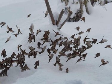 北竜町長 佐野豊 活動報告・1月26日（水）終日事務書類整理、職員と懇談