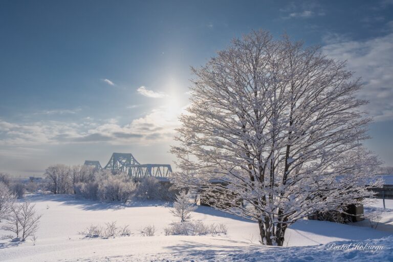 Ice-covered trees sparkling in the morning sun