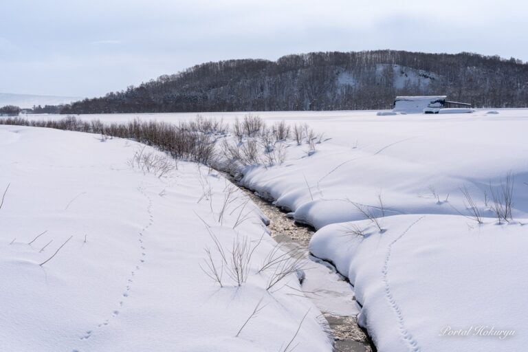 春の訪れを感じる川面の輝き