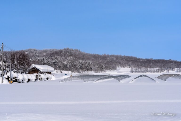 積雪量を予想するパイプハウスの雪景色