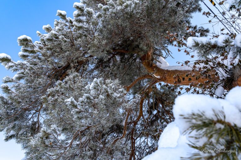 白い雪衣を装う赤松