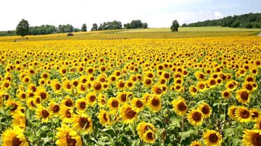 北竜町長 佐野豊 活動報告・2月2日（水）令和４年度当初予算町長査定、三谷町内会故浅野昌昭氏通夜参列