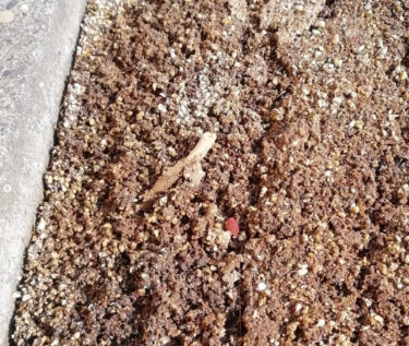 事務所の花壇ではチューリップの芽が出てきました 🌷【黒千石事業協同組合】