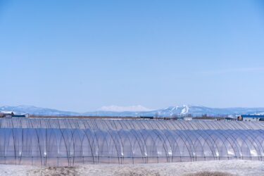 ほんのりと浮かぶ旭岳とビニールハウス