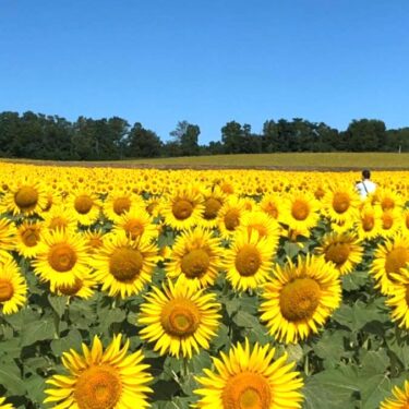 Aprel ayında təcrübənin bərpasına hazırlıq məqsədilə müxtəlif görüşlər keçirildi [Hokuryu Town Günəbaxan xoru]